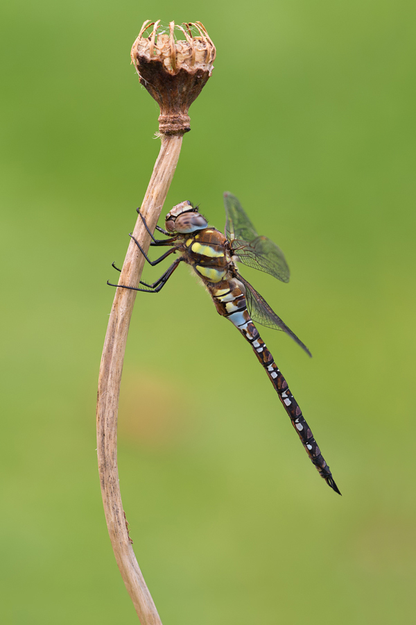 Migrant Hawker 2